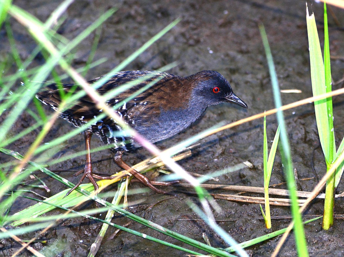 Dot-winged Crake - ML573456771