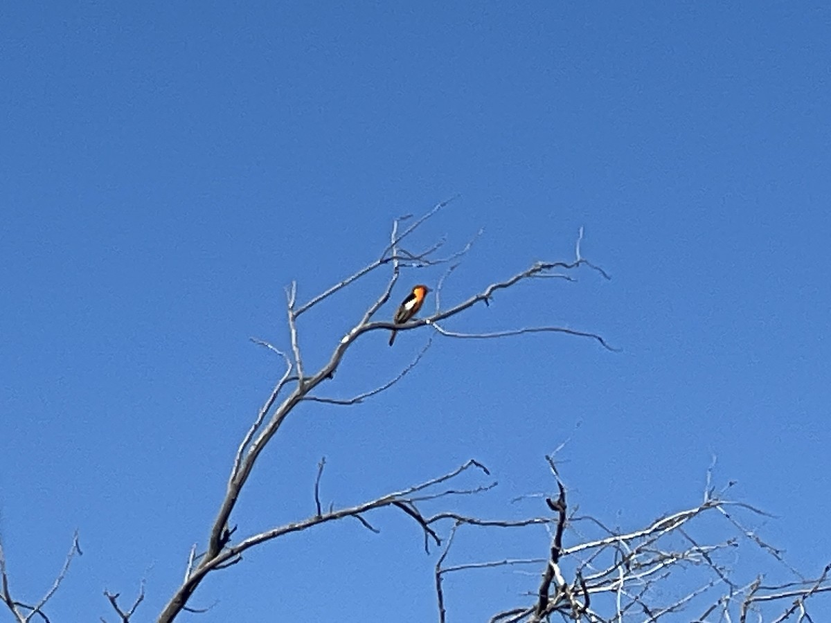 Oriole de Bullock - ML573456851