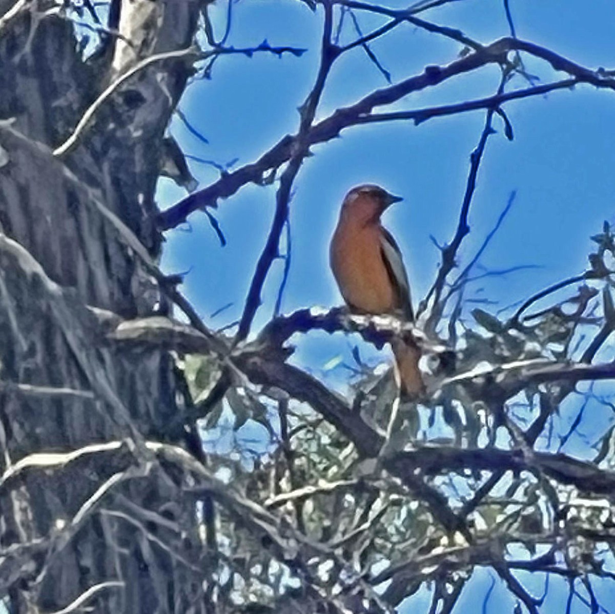 Oriole de Bullock - ML573456891