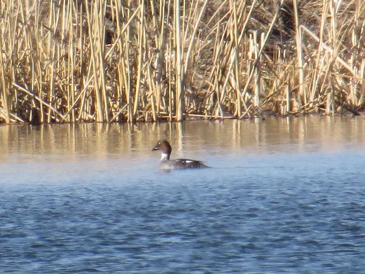 Алаг шунгаач - ML57345711