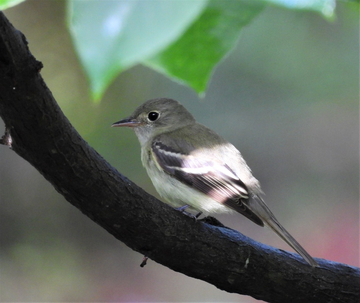 Acadian Flycatcher - ML573457791