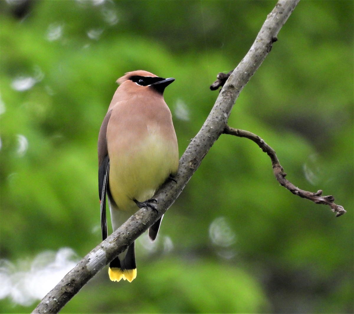Cedar Waxwing - ML573458231