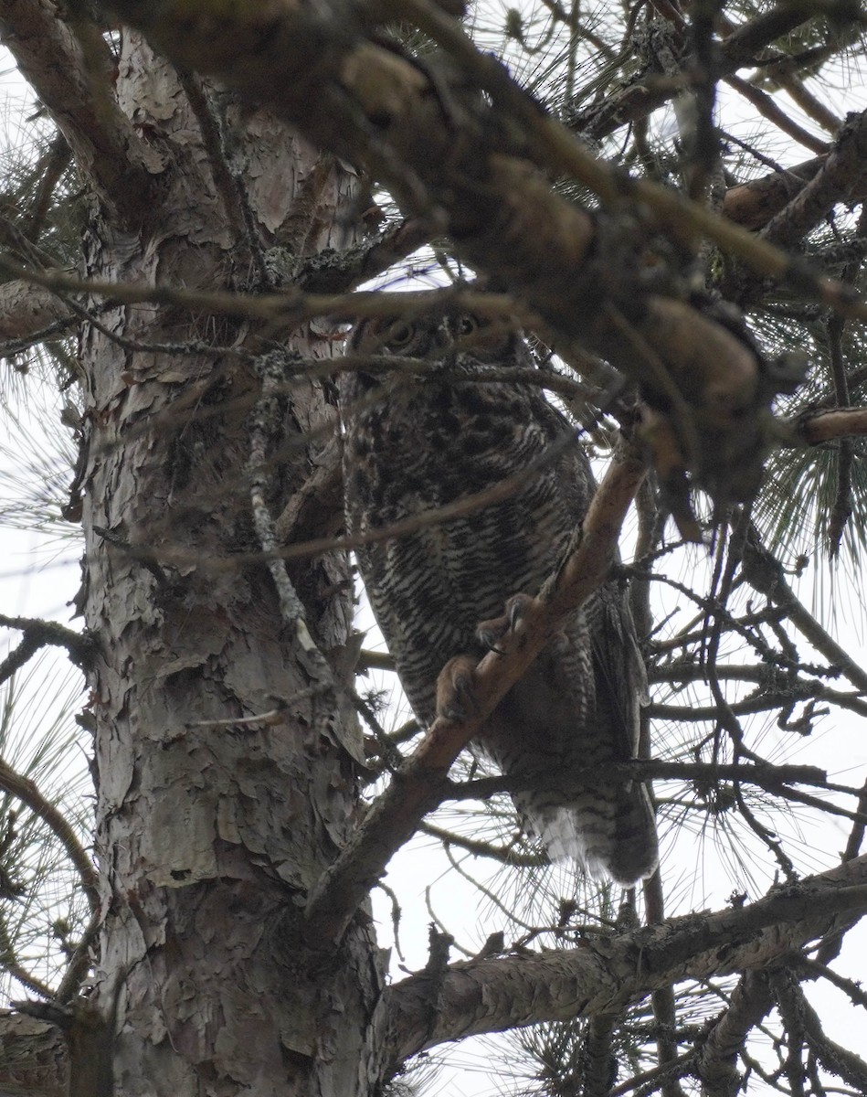 Great Horned Owl - ML573458431