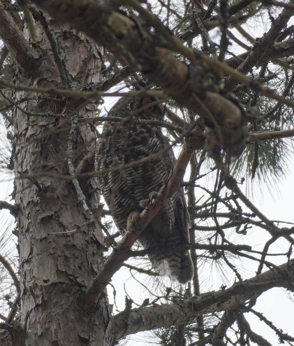 Great Horned Owl - ML573458441