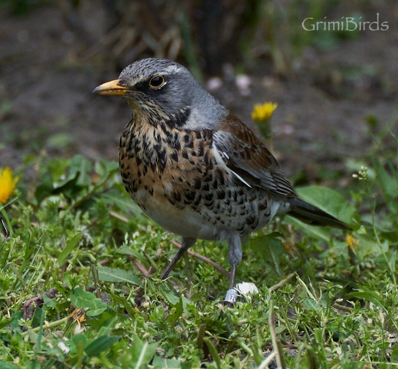 Fieldfare - ML573458481