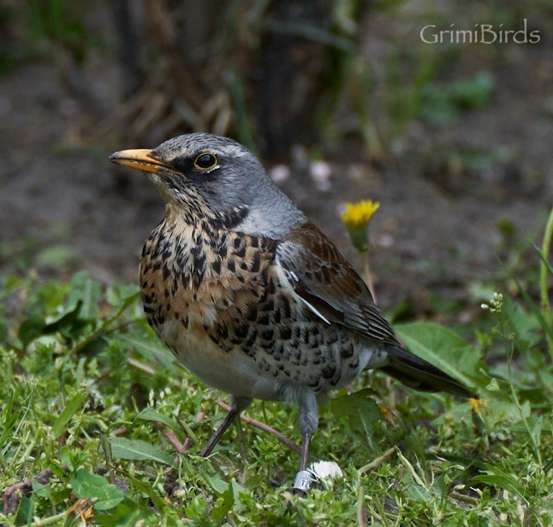 Fieldfare - ML573458521