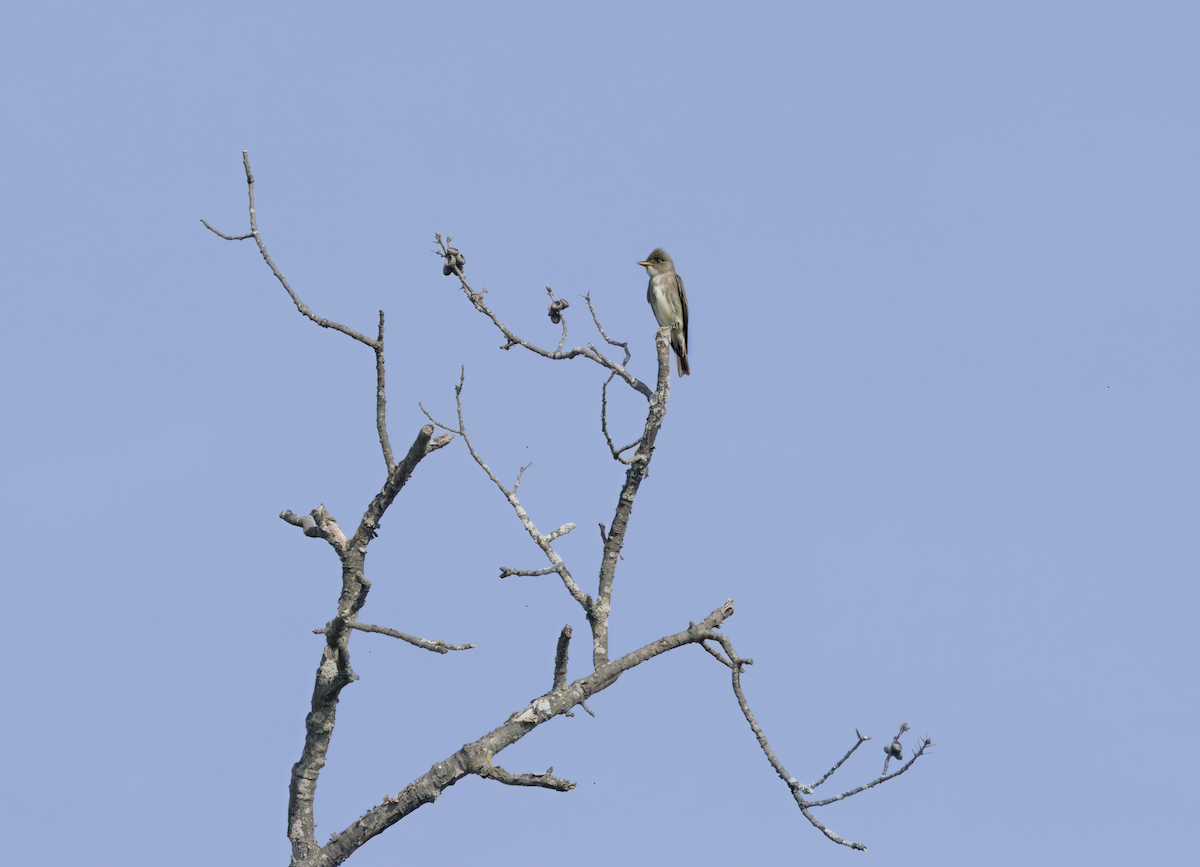 Olive-sided Flycatcher - Elliott Ress