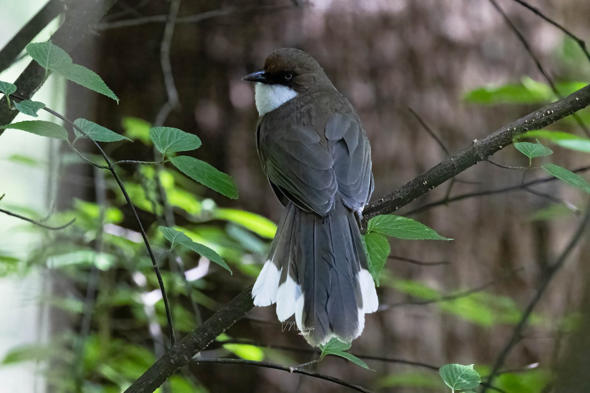 White-throated Laughingthrush - ML573461731