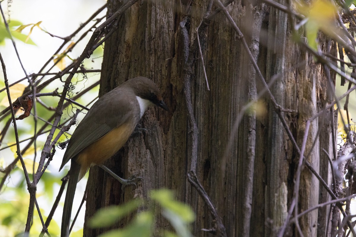 White-throated Laughingthrush - ML573461771