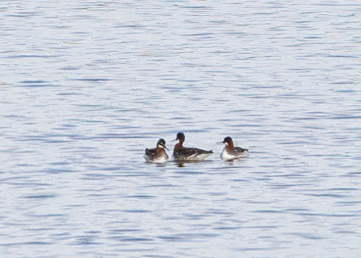 Red-necked Phalarope - Verlee Sanburg