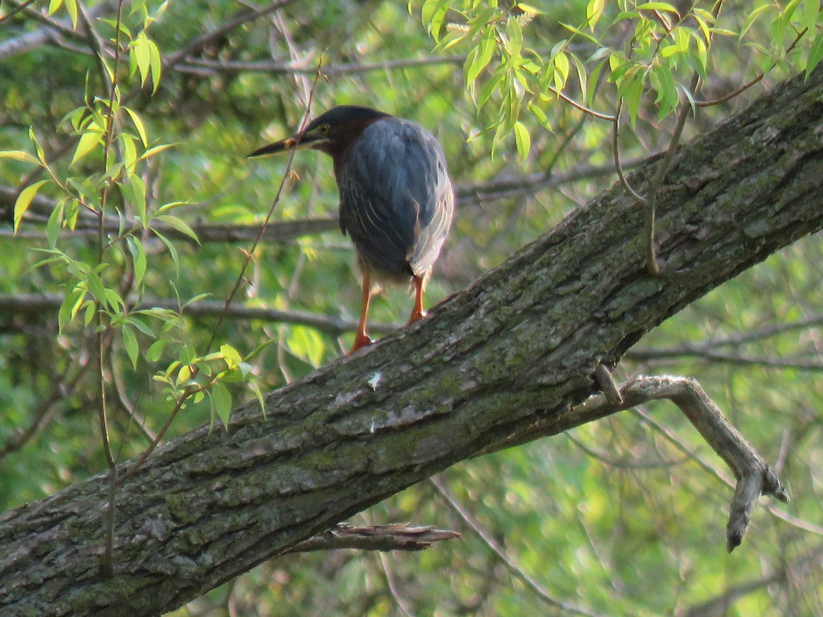 Green Heron - ML573462241