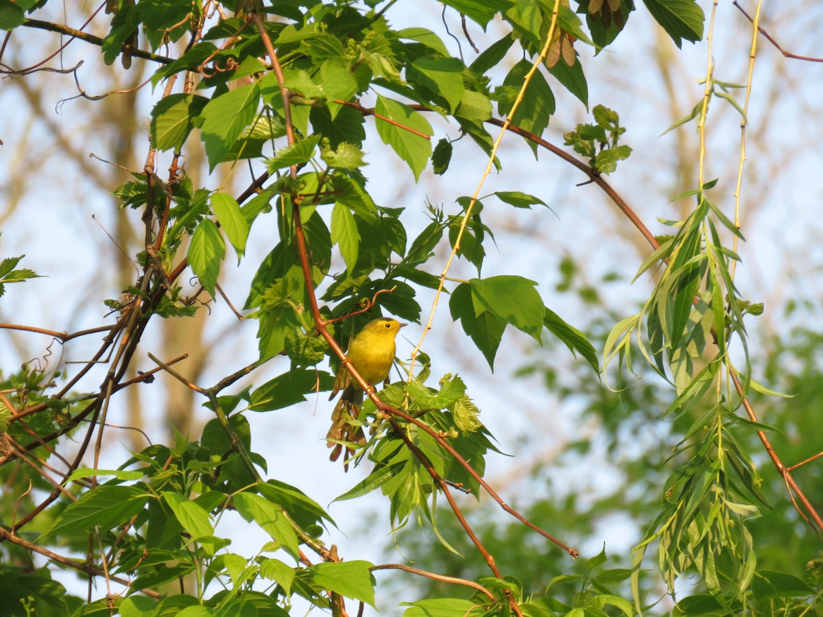 Wilson's Warbler - ML573462381
