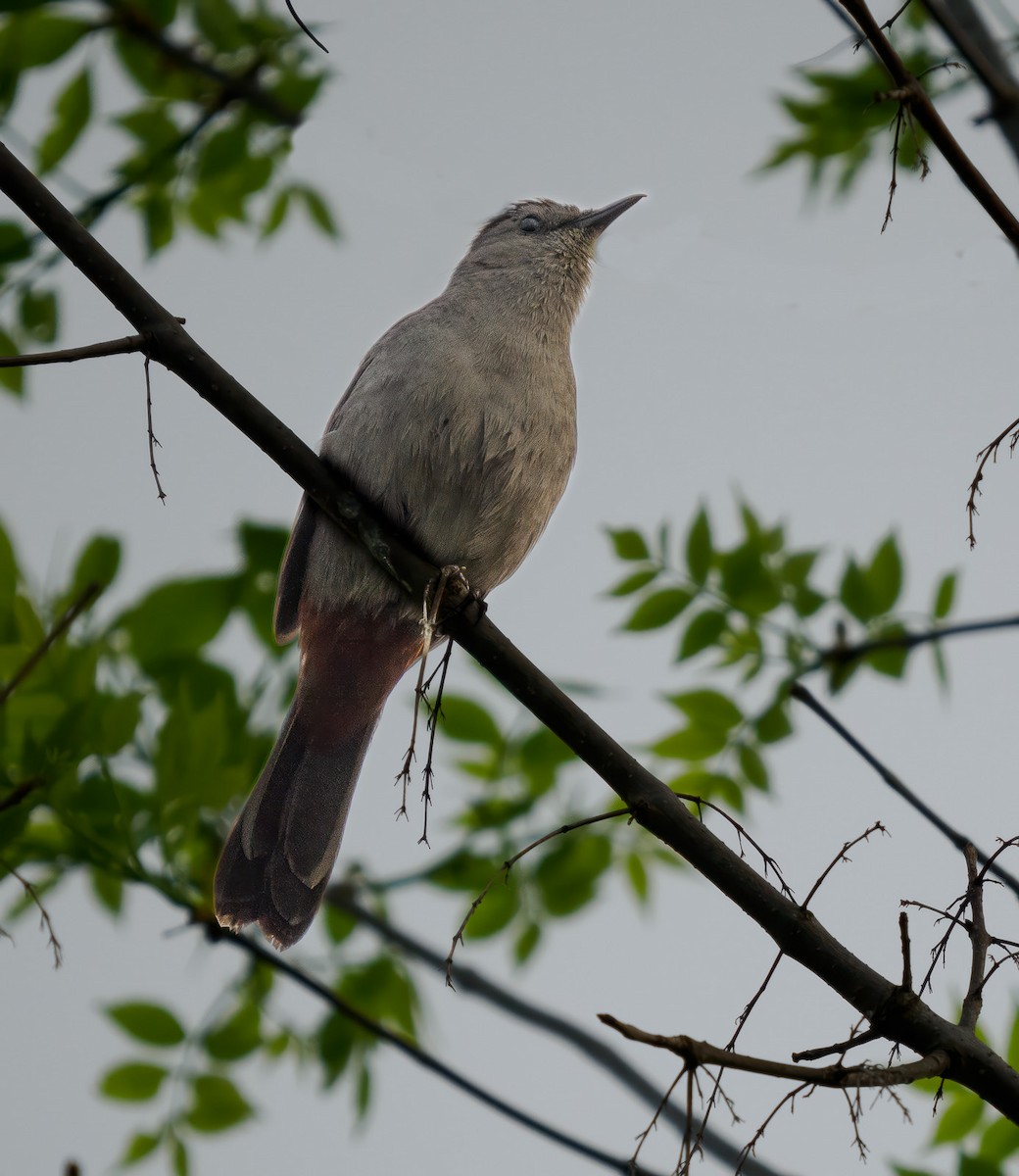 Gray Catbird - ML573462391