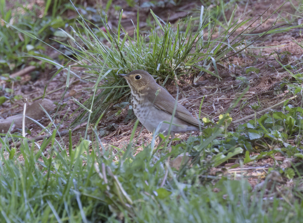 Swainson's Thrush - ML573462931