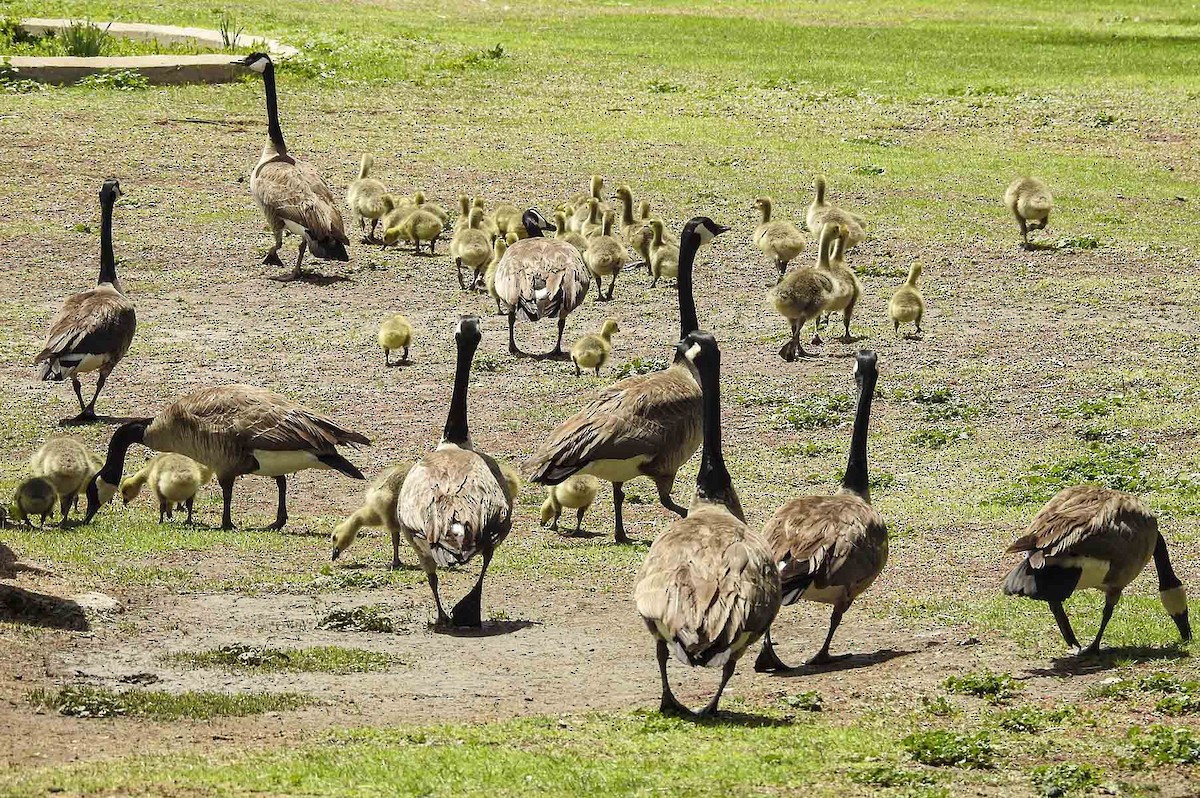 Canada Goose - ML573463271