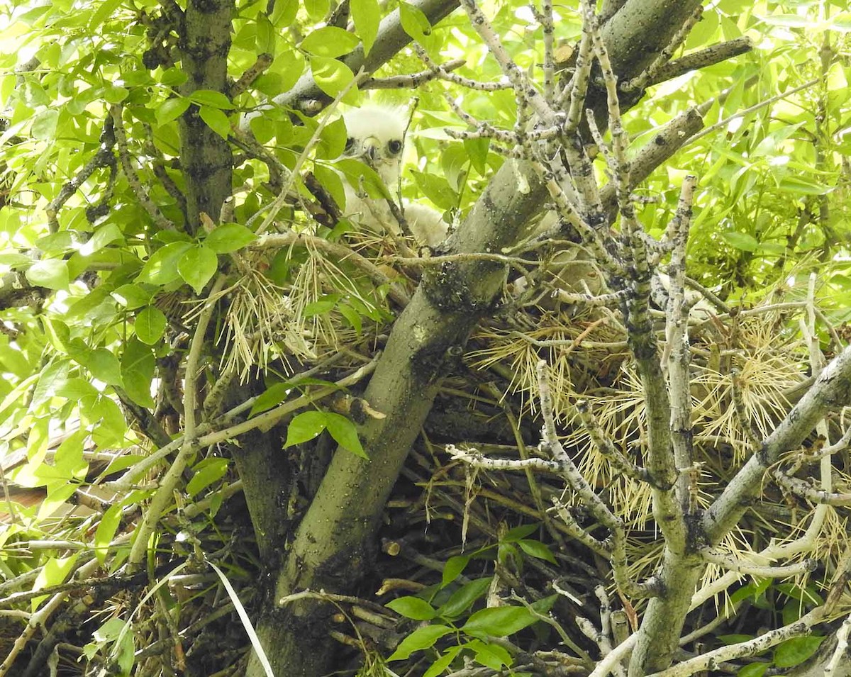Red-tailed Hawk - ML573463341