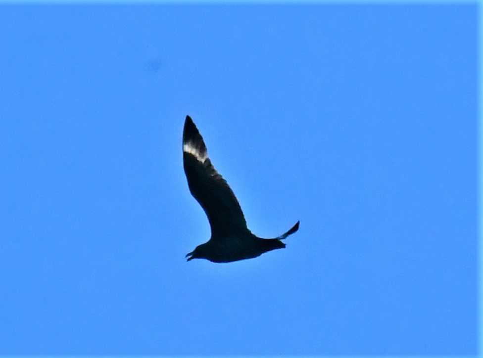 Brown Skua - ML573464041