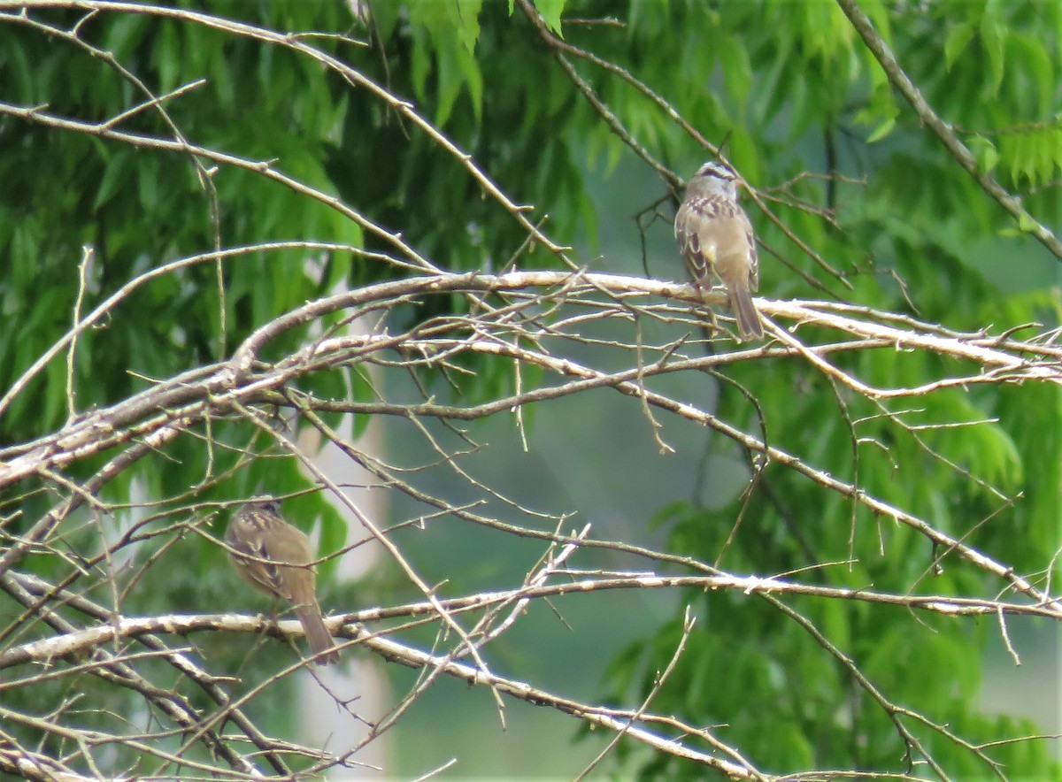 White-crowned Sparrow - ML573465431