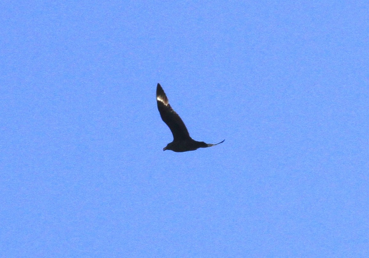 Brown Skua - ML573465731