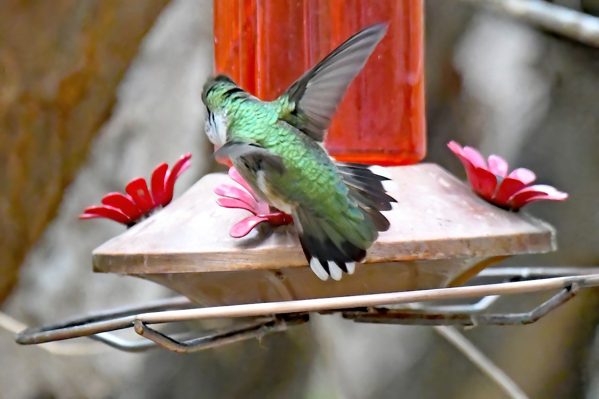 Ruby-throated Hummingbird - Steve Larson