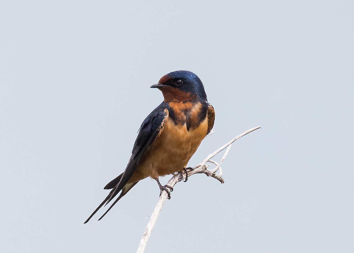 Golondrina Común - ML573466621