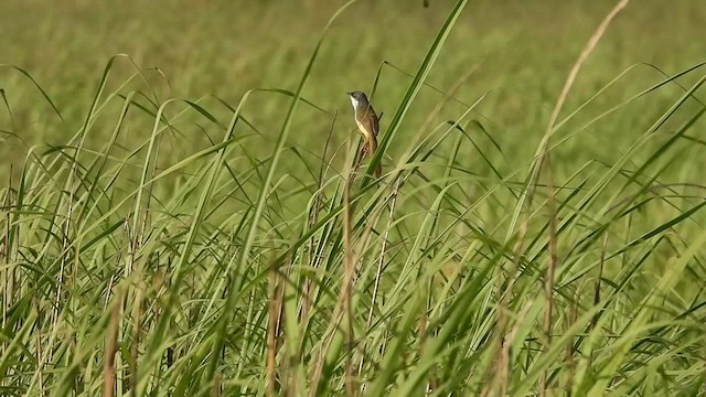 Yellow-bellied Prinia - ML573466641