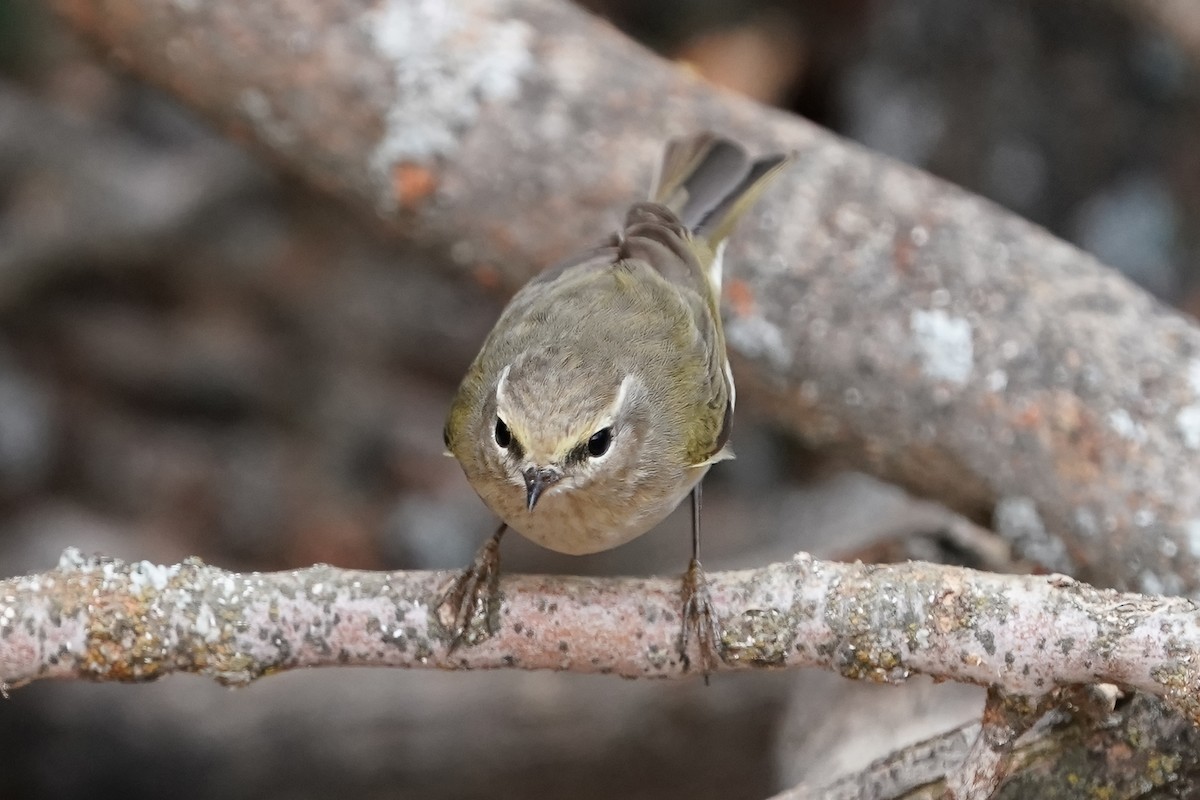 Eastern Bonelli's Warbler - ML573467071