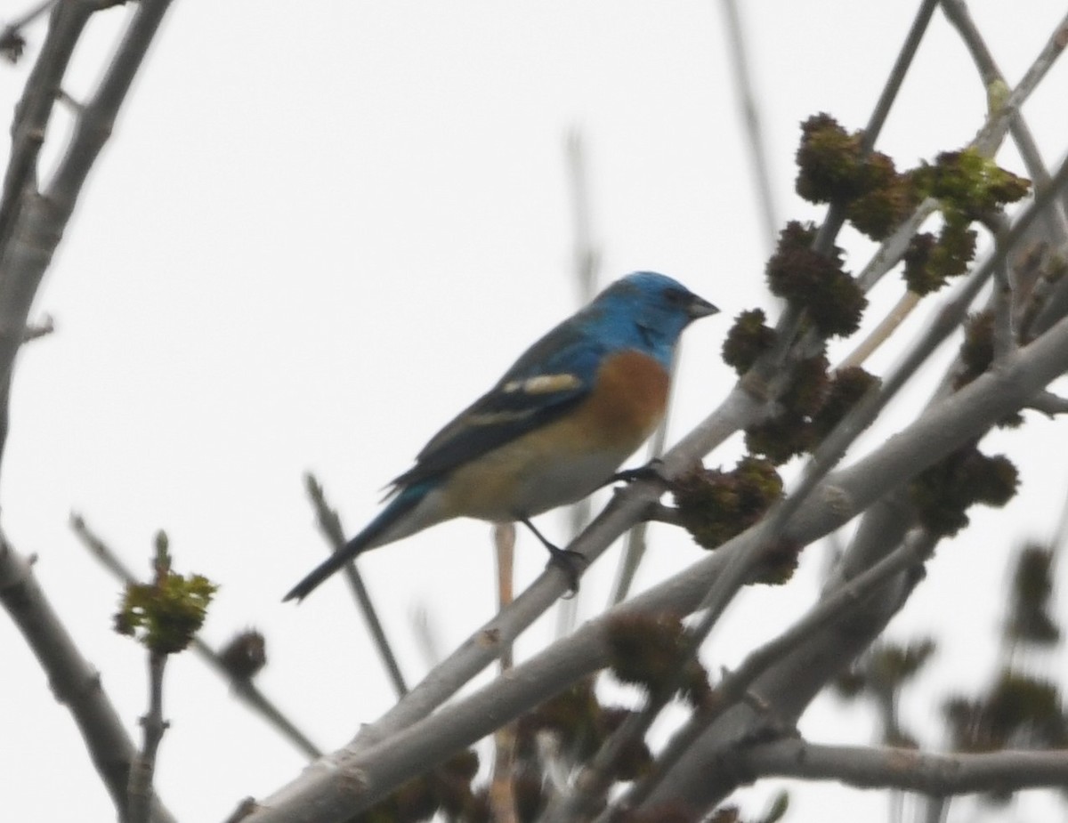 Lazuli Bunting - Zachary Peterson