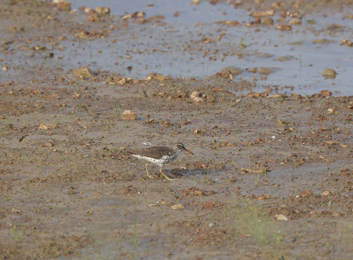 Spotted Sandpiper - ML573468151