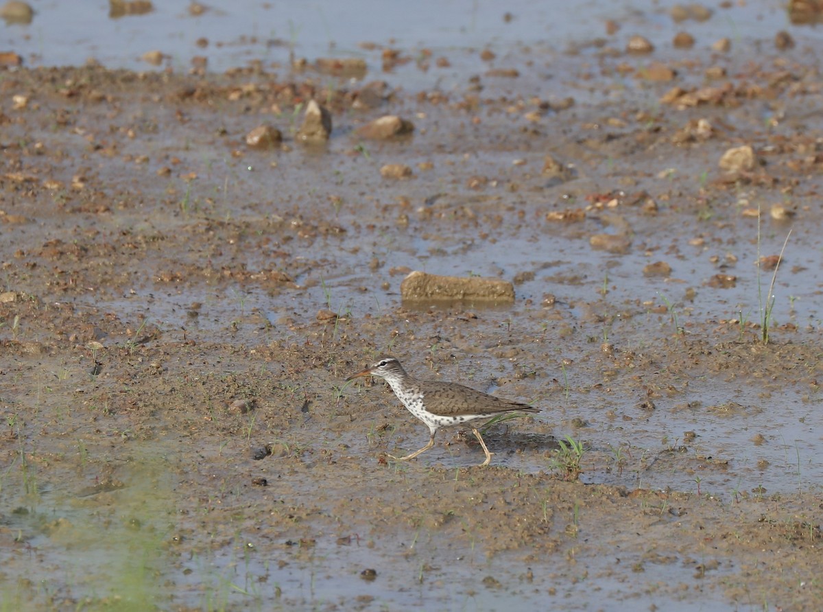 Spotted Sandpiper - ML573468161