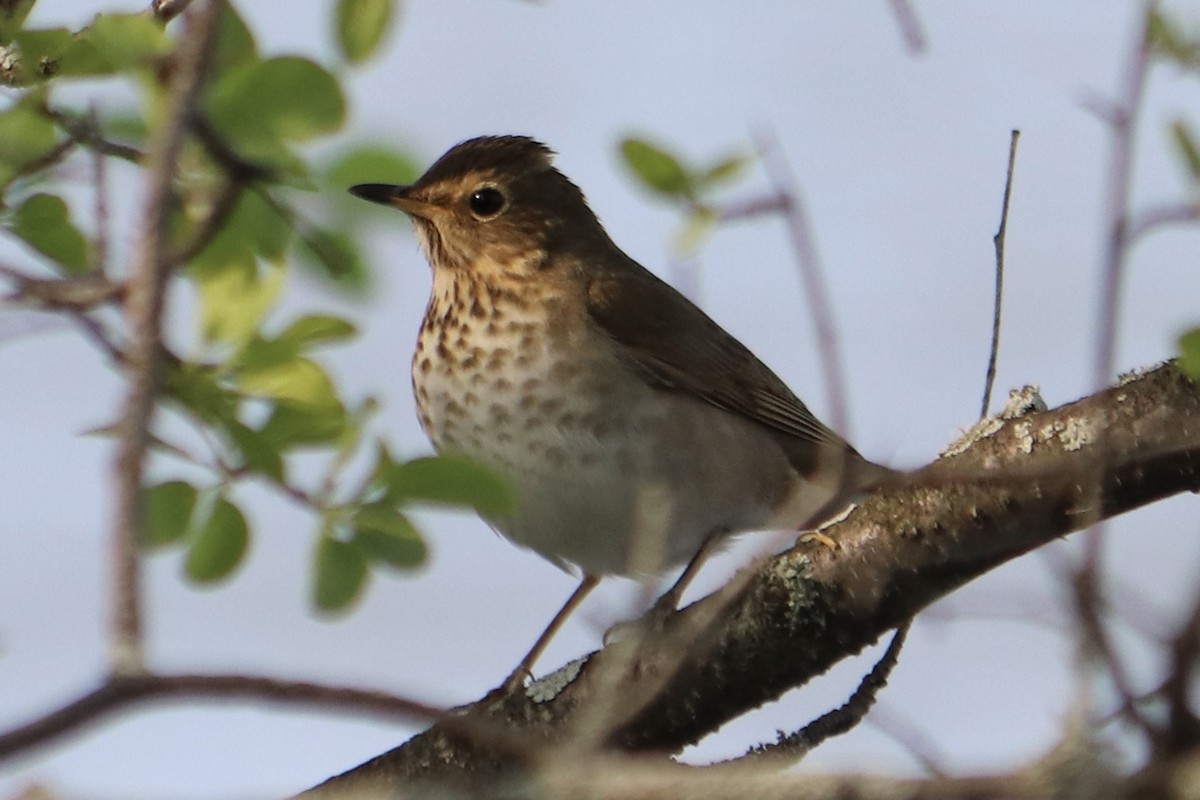 Swainson's Thrush - ML573468581