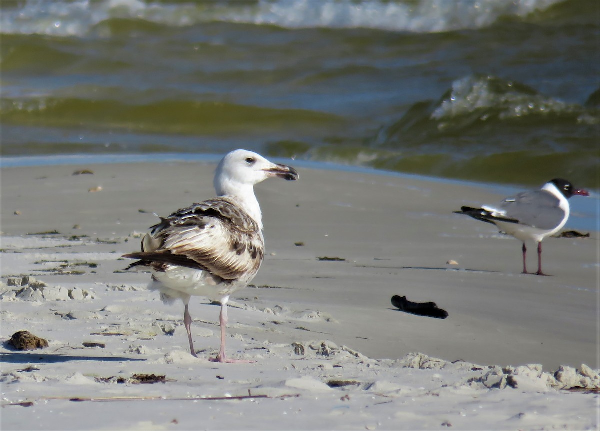 Great Black-backed Gull - ML573469861