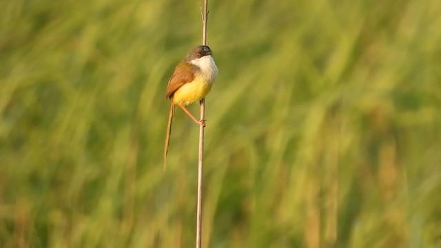 Yellow-bellied Prinia - ML573470521