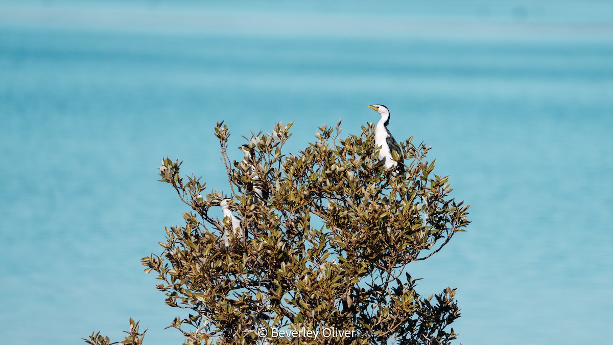 Little Pied Cormorant - ML573471031