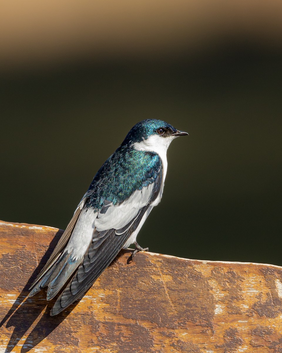 White-winged Swallow - ML573471431