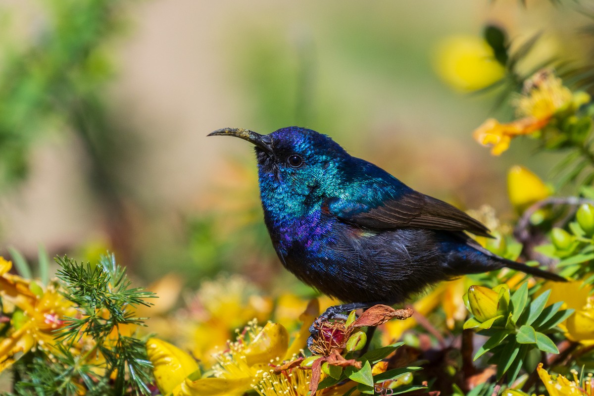 Palestine Sunbird - Marcin Dyduch