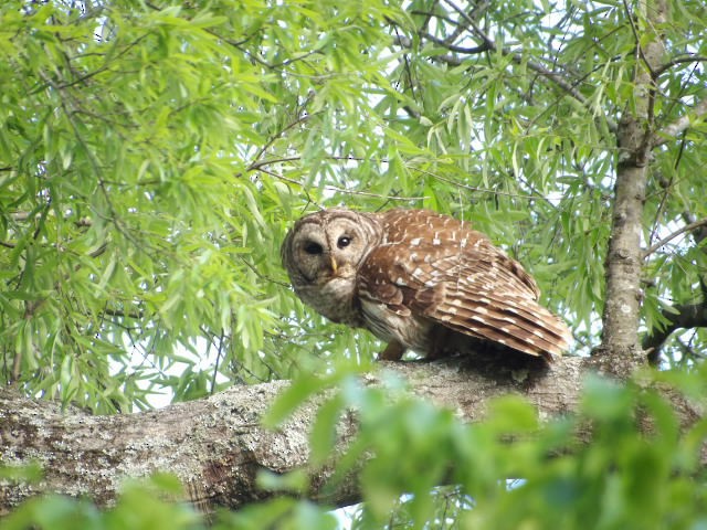 Barred Owl - Zachary Wood