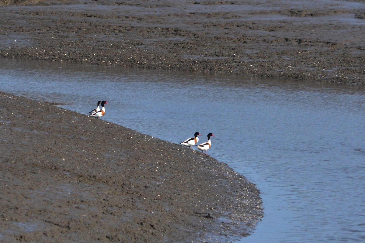 Common Shelduck - ML573473151