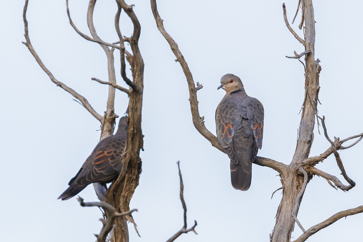 Dusky Turtle-Dove - ML573473541