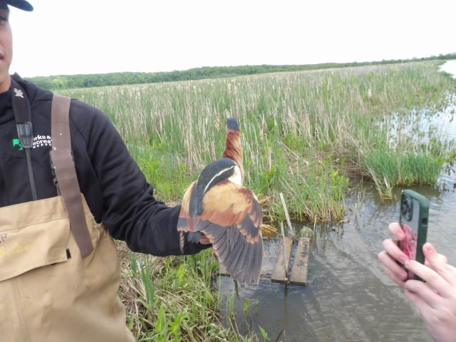 Least Bittern - Zachary Wood