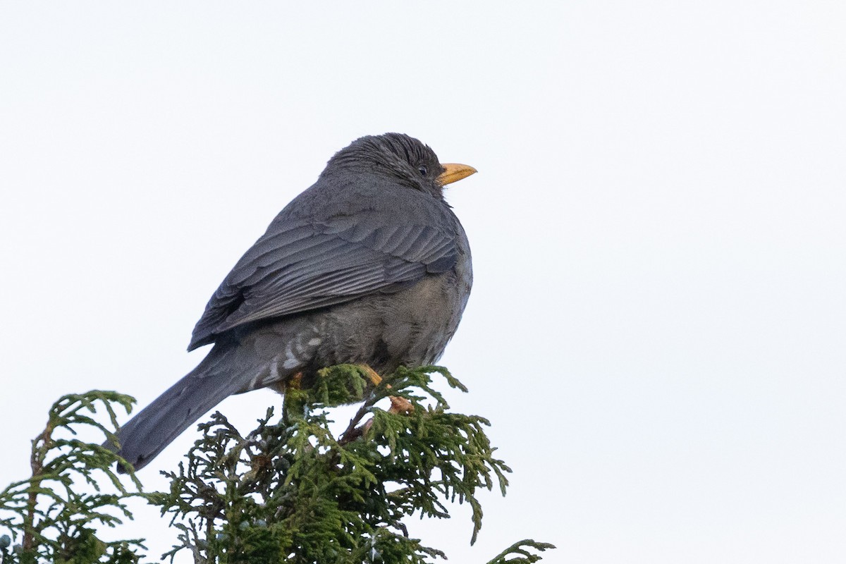 Yemen Thrush - Marcin Dyduch