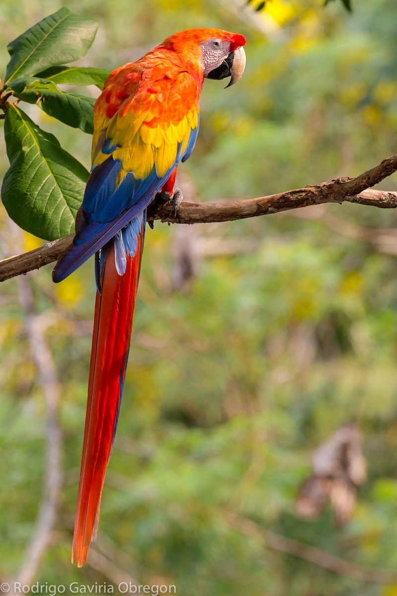 Scarlet Macaw - Rodrigo Gaviria O
