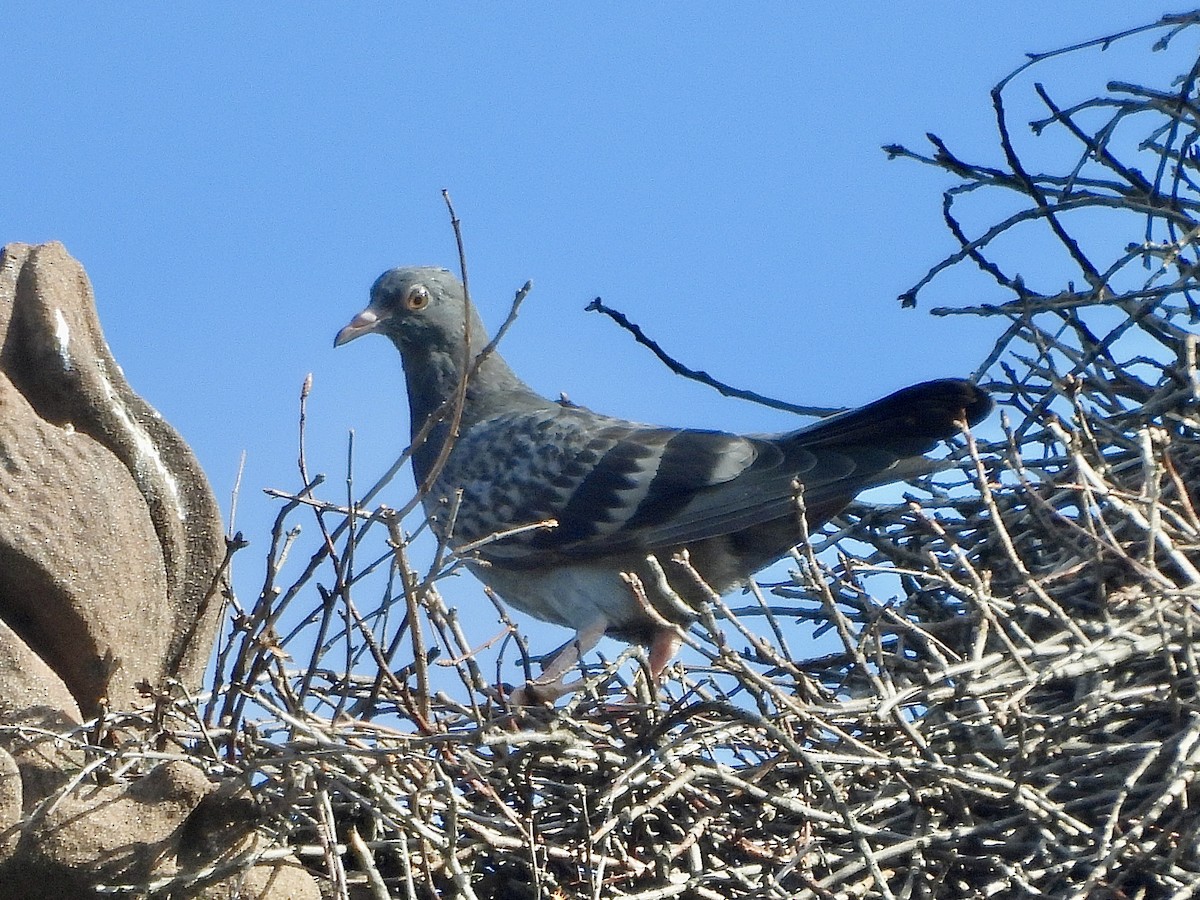 Хөхвөр тагтаа (суурин газрын) - ML573473801