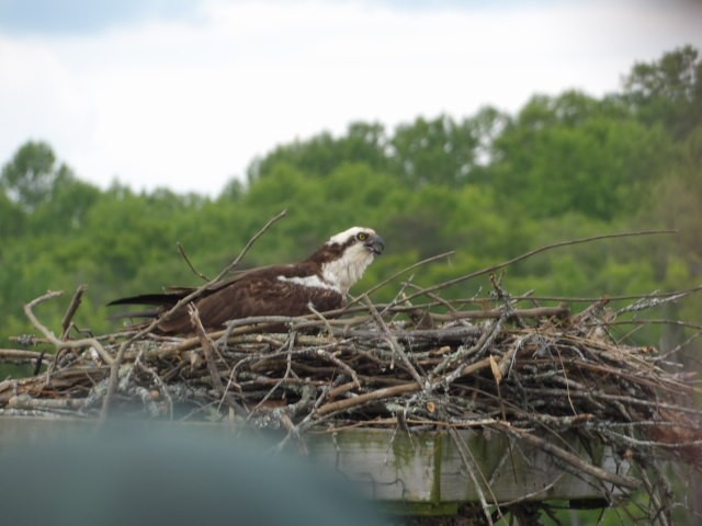 Osprey - ML573473901