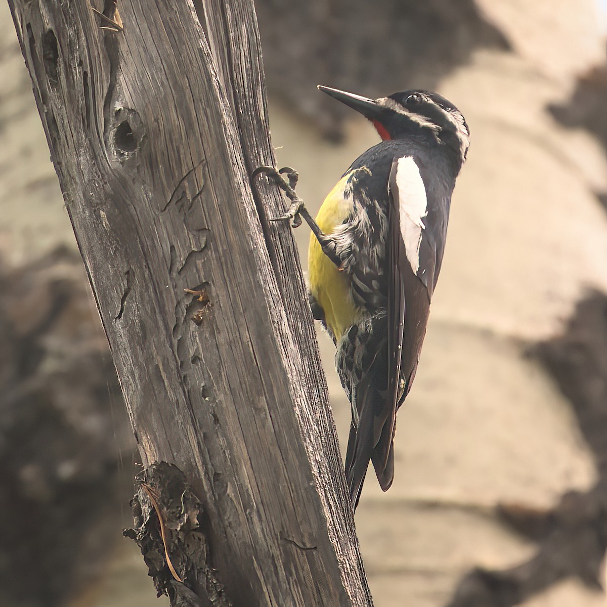 Williamson's Sapsucker - ML573474081