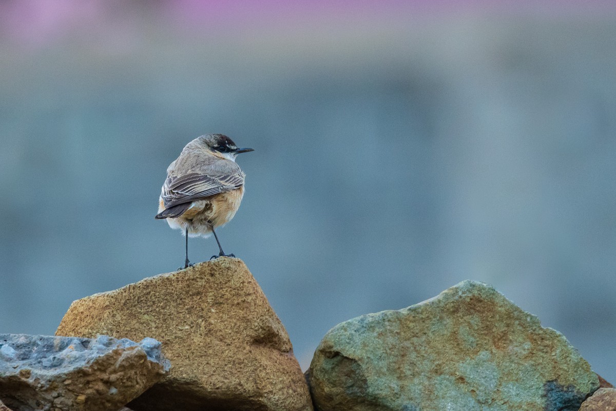 Buff-breasted Wheatear - ML573474231