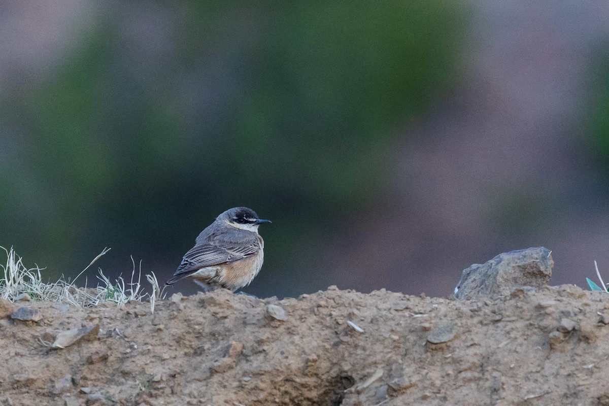 Buff-breasted Wheatear - Marcin Dyduch