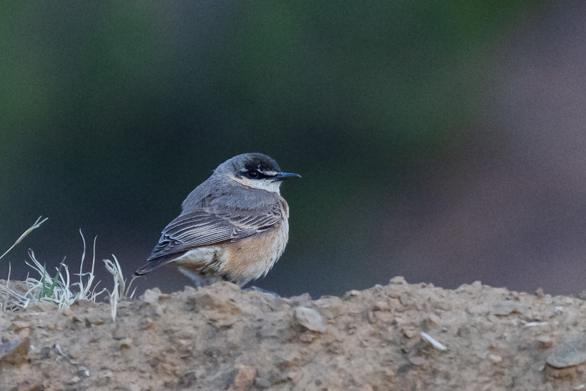 Buff-breasted Wheatear - Marcin Dyduch