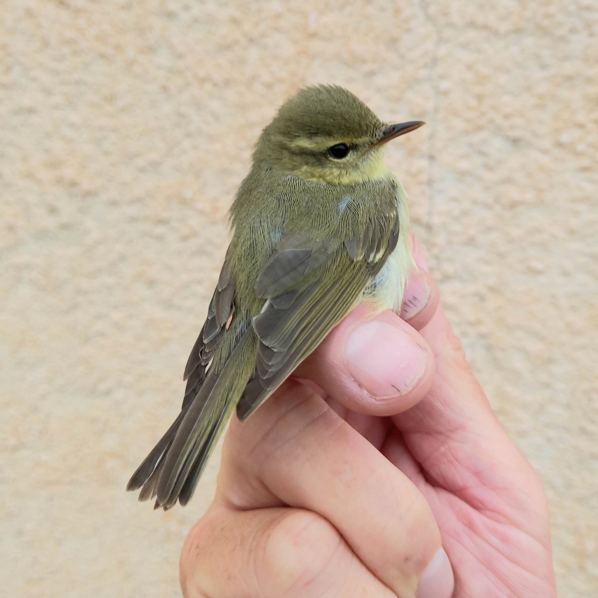 Green Warbler - Simon Davies