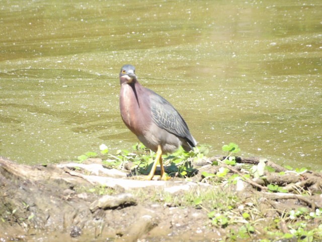 Green Heron - ML573474351